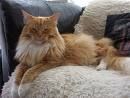 Meine Main Coon Katzenzucht - 