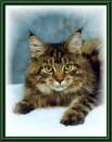 Meine Main Coon Katzenzucht - 