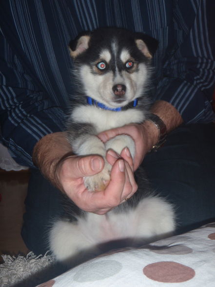 mein husky ninja - 