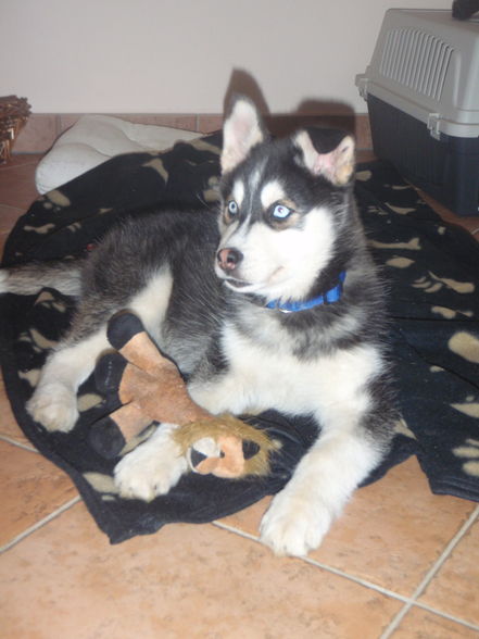 mein husky ninja - 