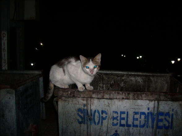 Urlaub in der Türkei 2008 - 