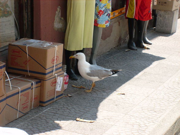 Urlaub in der Türkei 2008 - 