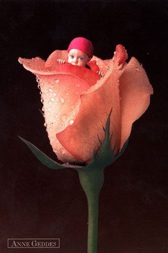 Anne Geddes - 