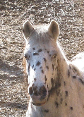 Die Tiere vom Reiterhof Burghub - 