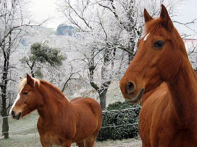 Die Tiere vom Reiterhof Burghub - 