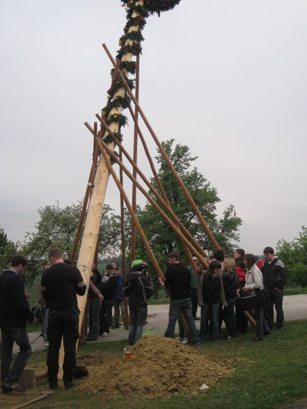 Maibaum aufstellen - 