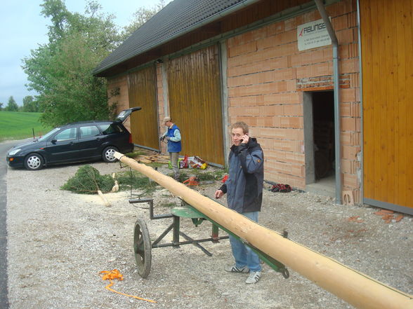 Maibaum aufstellen - 