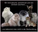 süße Katzen - 