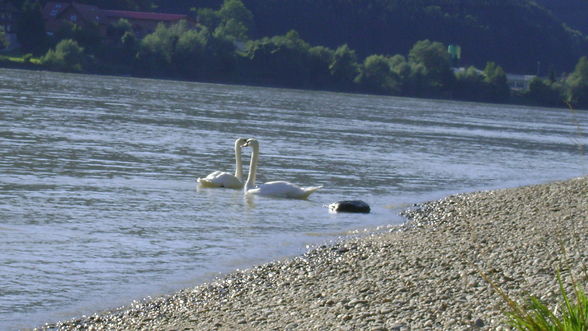 Donau - 