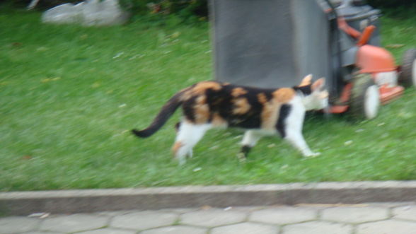 Katzen - 