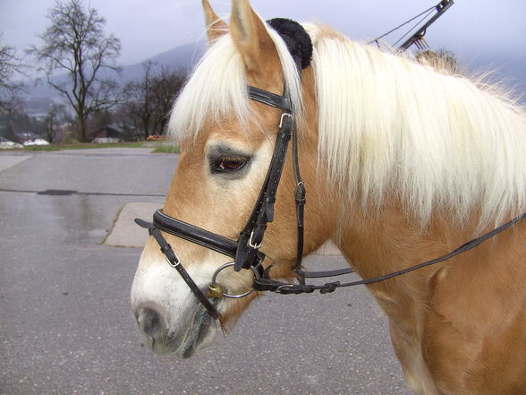 Mein aller liebster ( Nero mein Pferd)!! - 