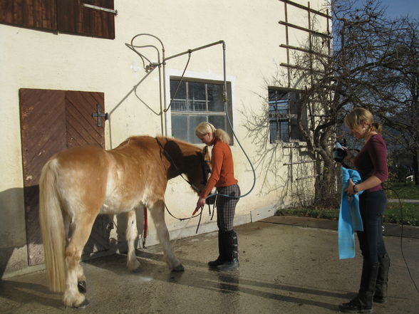 Mein aller liebster ( Nero mein Pferd)!! - 