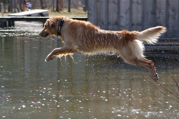 Tussis on the water - 