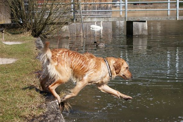 Tussis on the water - 