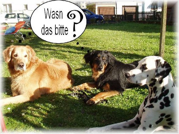 Hunde-Internet - 