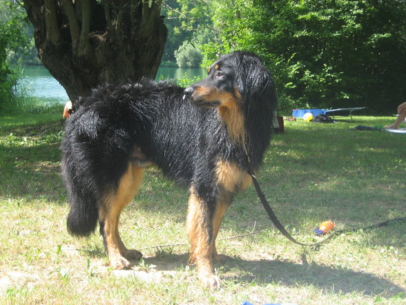 Hunde-Internet - 