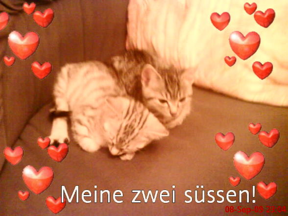 Meine zwei BABY"s  - 