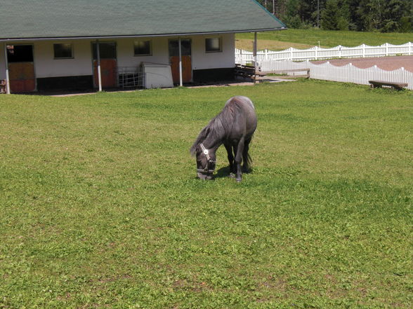 Wildpark Enghagen 2009 - 