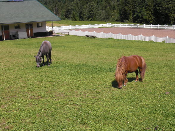 Wildpark Enghagen 2009 - 