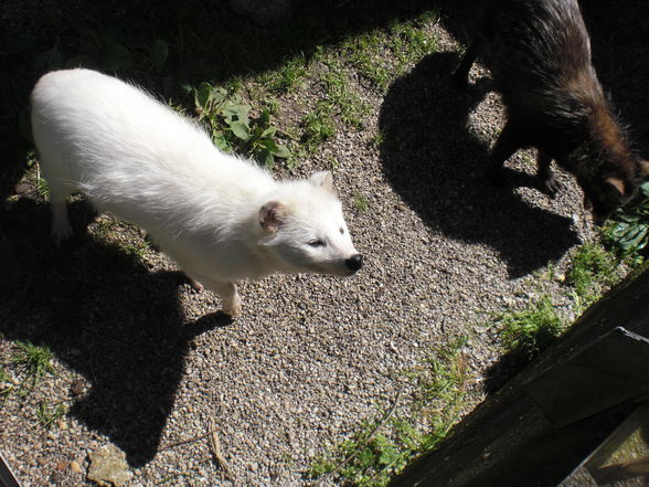 Wildpark Enghagen 2009 - 