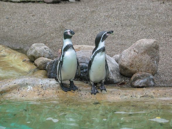 Vani und i ....pinguine for ever - 