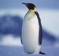 Vani und i ....pinguine for ever - 