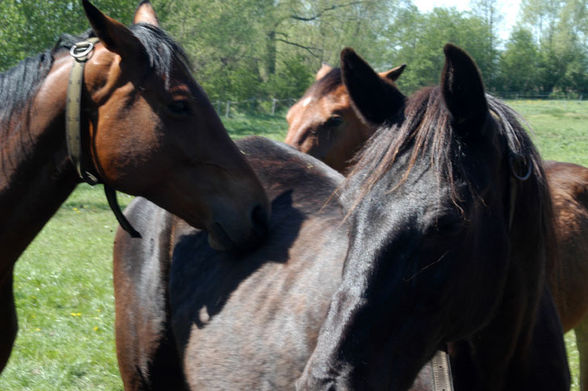 our horses - 