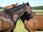 our horses - 