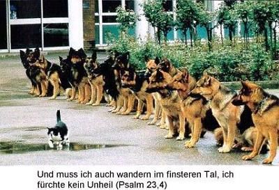 tierisch gut - 