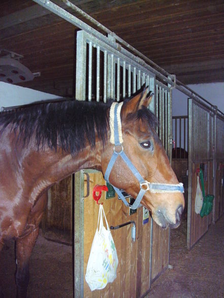 reiten=) - 