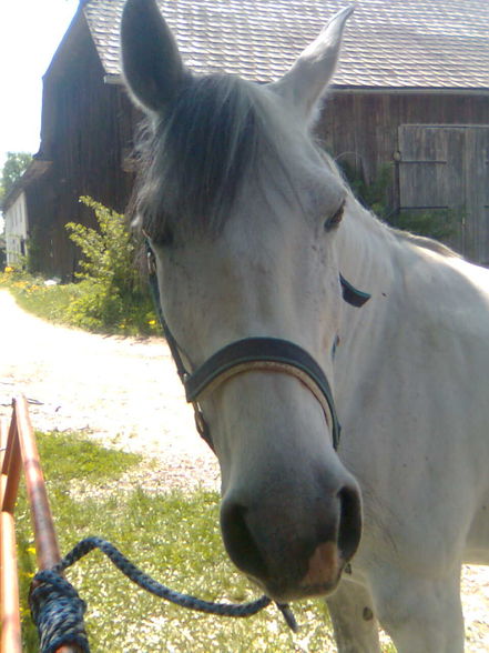 reiten=) - 