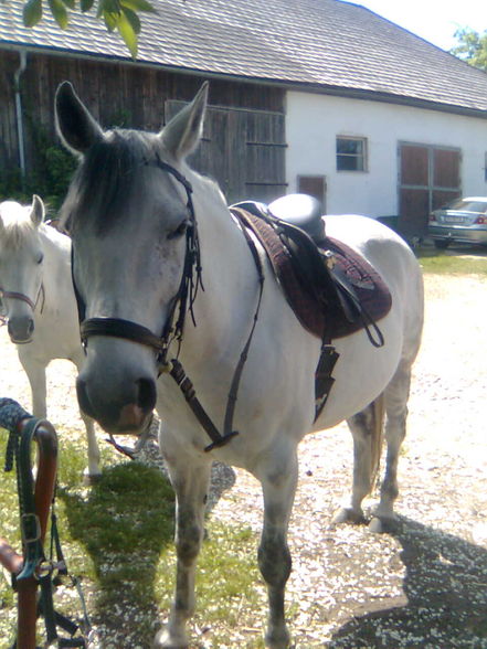 reiten=) - 