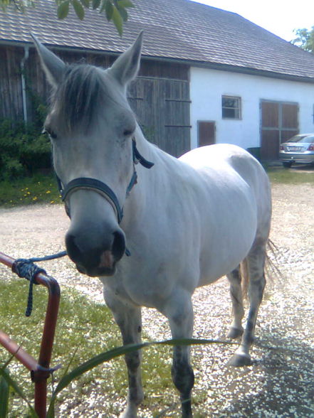 reiten=) - 