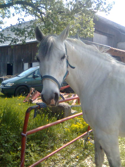 reiten=) - 