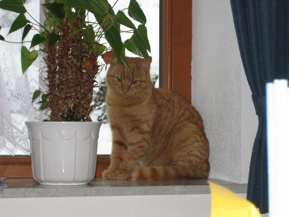 MEINE $$$$$$ KATER LEO - 