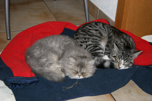 katzen - 