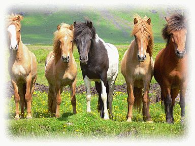 Pferde - 