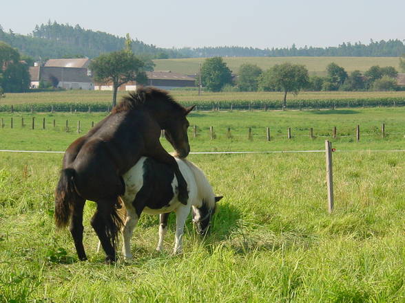 horses - 