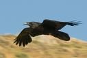 Raven - 