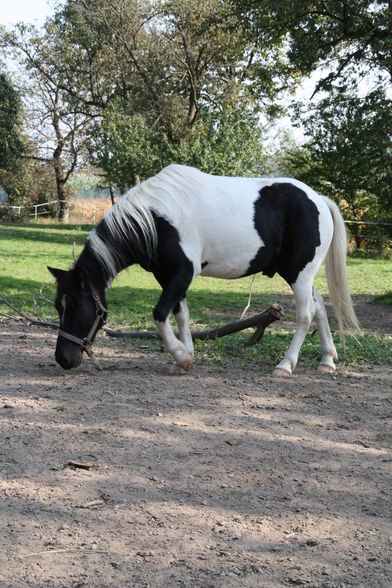 meine pferdln gans neu und mei neues  - 