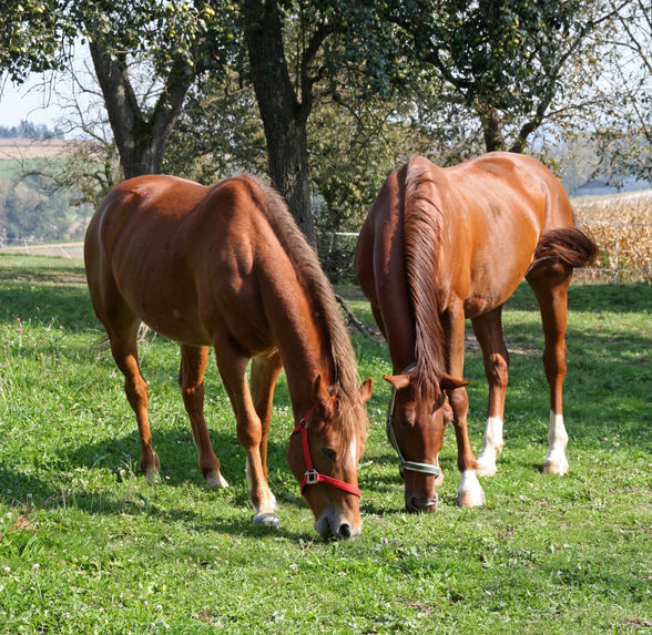 meine pferdln gans neu und mei neues  - 