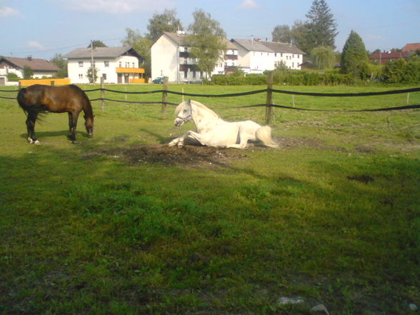 Reiten ;) - 