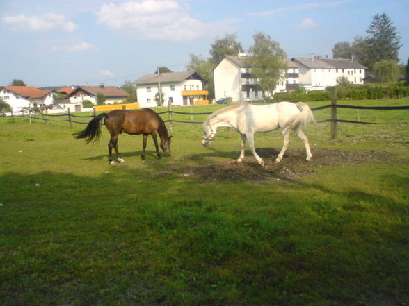 Reiten ;) - 