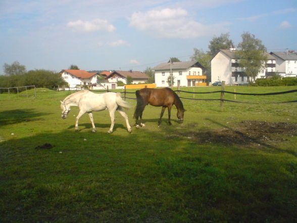 Reiten ;) - 