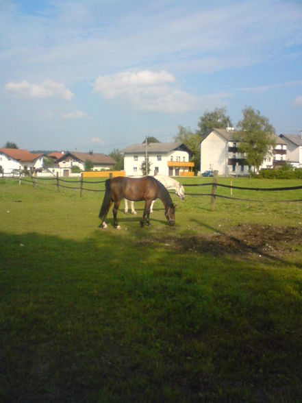 Reiten ;) - 