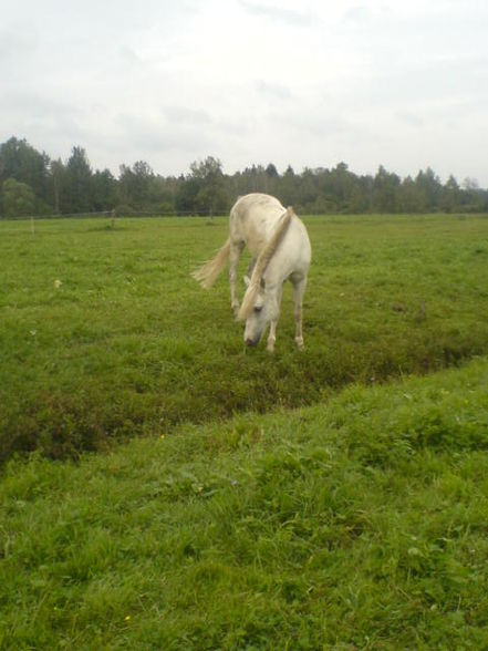 Reiten ;) - 