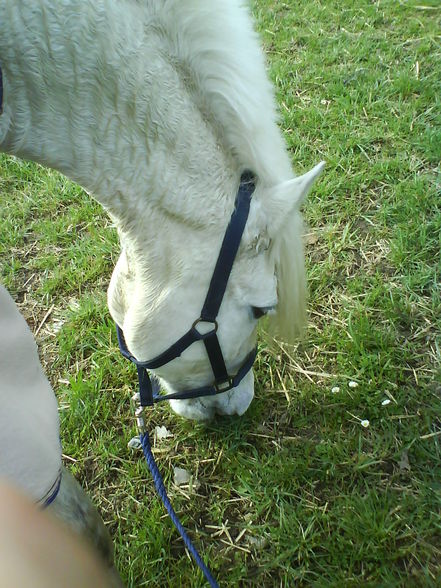 Reiten ;) - 