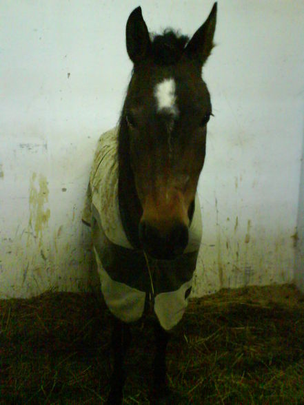 Reiten ;) - 