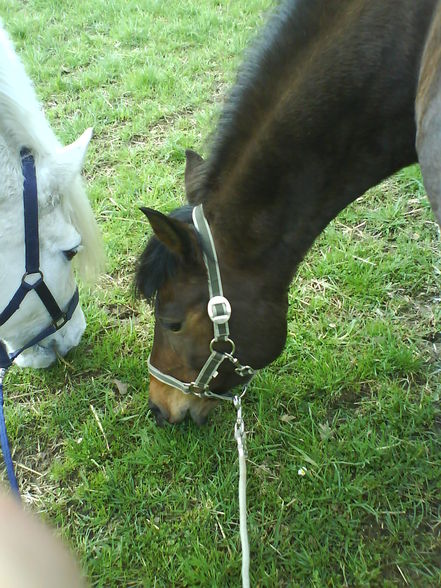 Reiten ;) - 