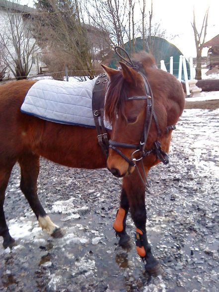 Reiten ;) - 